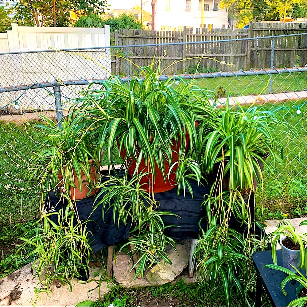 Spider Plants for sale all well rooted mother plant  pictured 3 size 10,15 & 20